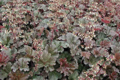 Helmikpööris ´Cappuchino´ (Heuchera)