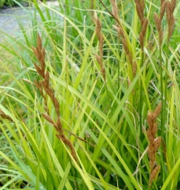 Palmlehine tarn (Carex muskingumensis)