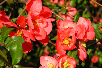 Jaapani ebaküdoonia (Chaenomeles japonica)  ´Alfa´