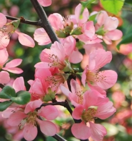 Ebaküdoonia ´Pink lady´ (Chaenomeles)