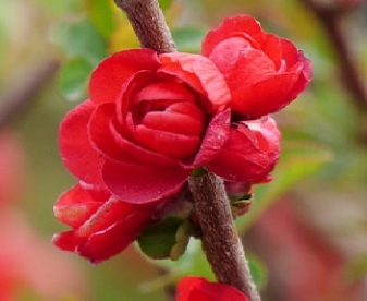 Ebaküdoonia ´Scarlet Storm´ (Chaenomeles)