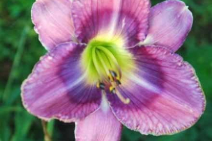 Päevaliilia ´Chasing Shadows´ (Hemerocallis)