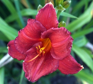 Päevaliilia ´Chicago Appache´ (Hemerocallis)