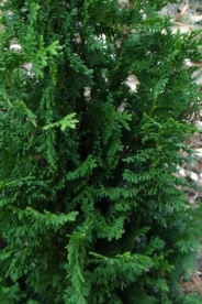 Harilik elupuu ´Chocolate´ (Thuja occidentalis)