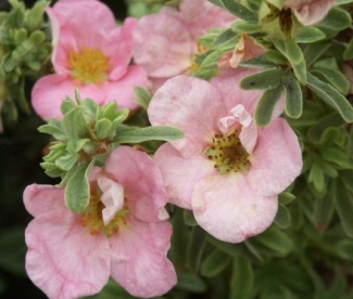 Põõsasmaran ´Cilindia´ (Potentilla fruticosa)