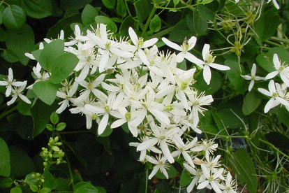 Mandšuuria elulõng (Clematis mandsuricum)