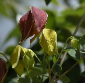 Elulõnga liik Hiinast (Clematis akebioides)