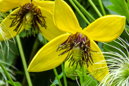 Tanguutia elulõng  (Clematis tangutica)