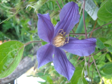 Elulõng ´Juuli´ (Clematis)