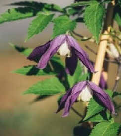 Alpi elulõng ´Pruniana´ (Clematis alpina)