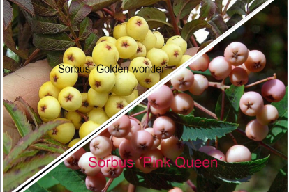 Perepihlakas:Pihlakas ´Golden Wonder´ ja Pihlakas ´Pink Queen´