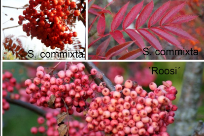 Perepihlakas:Pihlakas ´Roosi´ ja sorbus commixta