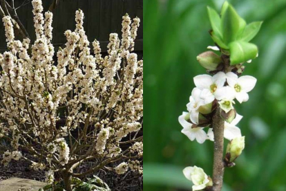 Harilik näsiniin ´Alba´ (Daphne mezereum)