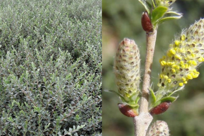 Hanepaju varieteet (Salix repens var. nitida)