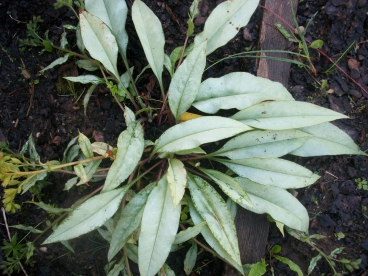 Kopsurohi ´Cool Cotton´ (Pulmonaria officinalis)