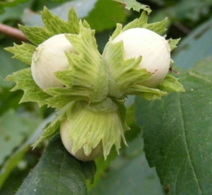 Harilik sarapuu ´Alli´ (Corylus avelanna)