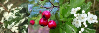 Viirpuu ´Gireoudii´ (Crataegus)