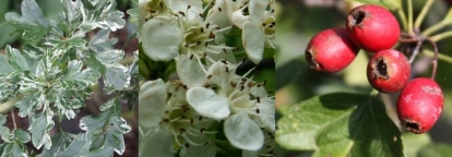 Viirpuu ´Variegata´ (Crataegus)