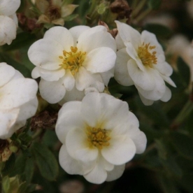 Põõsasmaran ´Cream Brulee´ (Potentilla fruticosa)