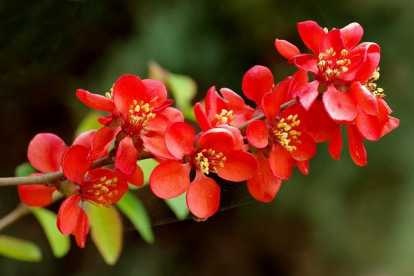 Ebaküdoonia ´Crimson and Gold´ (Chaenomeles)