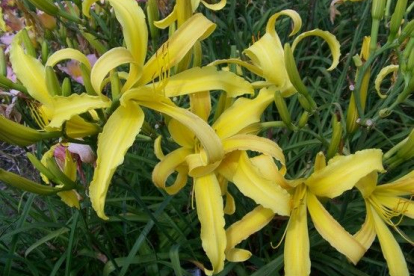 Päevaliilia ´Curly Cinnamon Windmill´ (Hemerocallis)