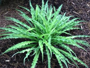 Hosta ´Curly Fries´ (Hosta)