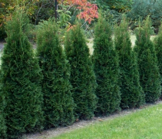 Harilik elupuu ´Dark Embers´ (Thuja occidentalis)