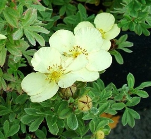 Põõsasmaran ´Dart´s Cream´ (Potentilla fruticosa)