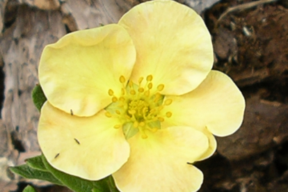 potentilla fruticosa ´Day Dawn´