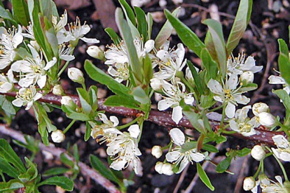 Roomav kirsipuu (Prunus pumila var. depressa)