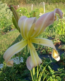 Päevaliilia ´Desert Icicle´ Hemerocallis)