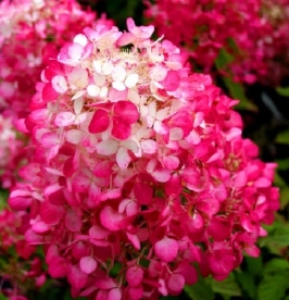 Aedhortensia ´Diamand Rouge´ (Hydrangea paniculata)