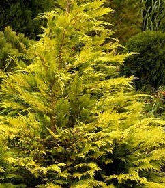 Kalifornia ebaküress  'Dzintra' (Chamaecyparis lawsoniana)