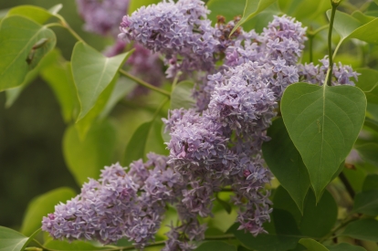 Harilik sirel ´'Dobeles Sapņotājs' (Syringa vulgaris)