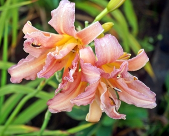 Päevaliilia ´Double Pompo´ (Hemerocallis)