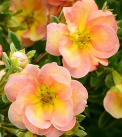 Põõsasmaran ´Double Punch Pastel´ (Potentilla fruticosa)