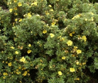 Põõsasmaran ´Doubravaka´ (Potentilla fruticosa)