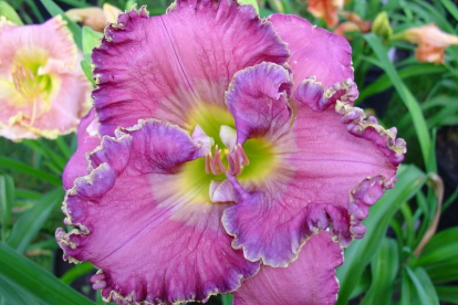 Päevaliilia ´Doyle Pierce´ (Hemerocallis)