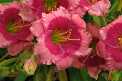 Päevaliila ´Dragon Eye´ (Hemerocallis)