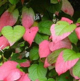 Südajas aktiniidia ´Dr. Szymanowski´ (Actinidia kolomicta)