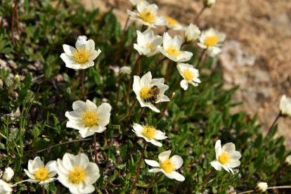 Drüüas (Dryas octopetala)