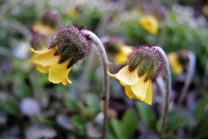 Drummondi drüüas (Dryas drumondii)