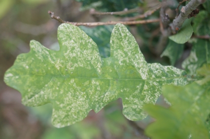 Püramiidtamm ´Fastigiata Punctata´ (Quercus robur)