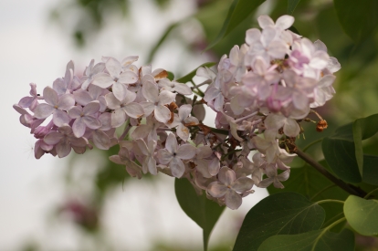 Harilik  sirel ´E1-1´ (Syringa vulgaris)