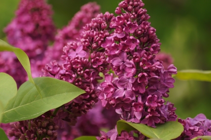 Harilik sirel ´E1-3´ (Syringa vulgaris)