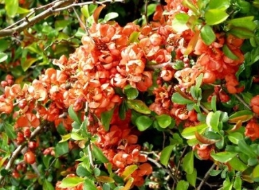 Ebaküdoonia ´Sirius´ (Chaenomeles)