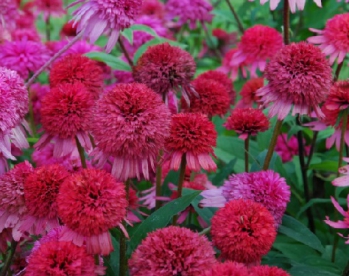 Siilikübar ´Rasberry Truffle´ (Echinacea)