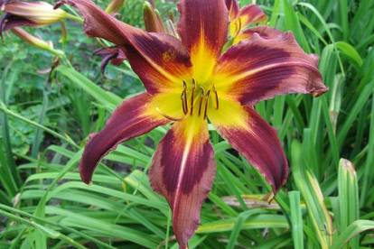 Päevaliilia ´Eggplant Escapade´ (Hemerocallis)