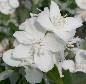 Ebajasmiin ´Elbrus´ (Philadelphus)