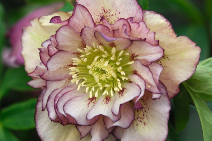 Lumeroos ´Double Ellen Picotes Shades´ (Helleborus orientalis)